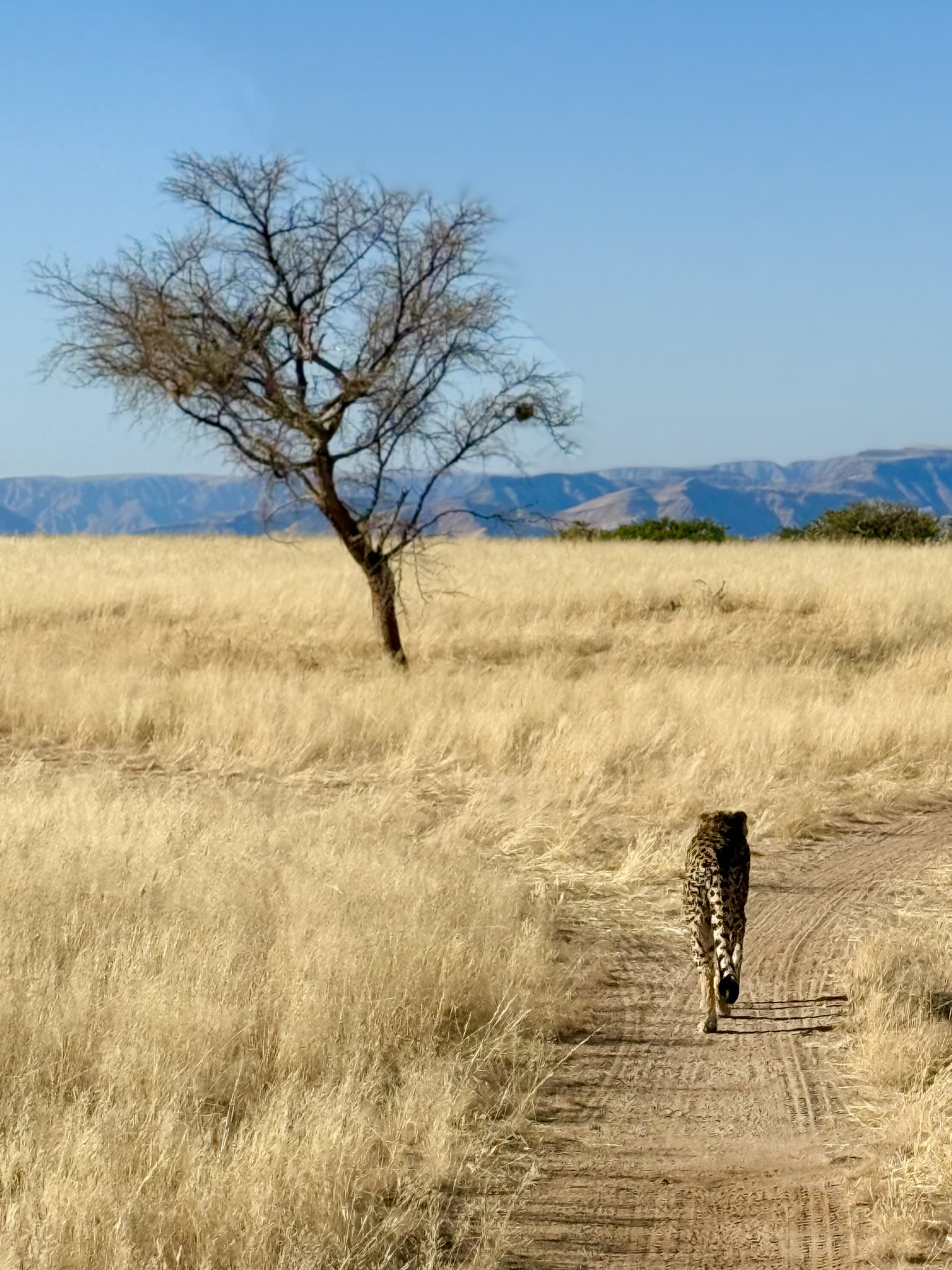 Desert landscape at dusk with tree and mountains
