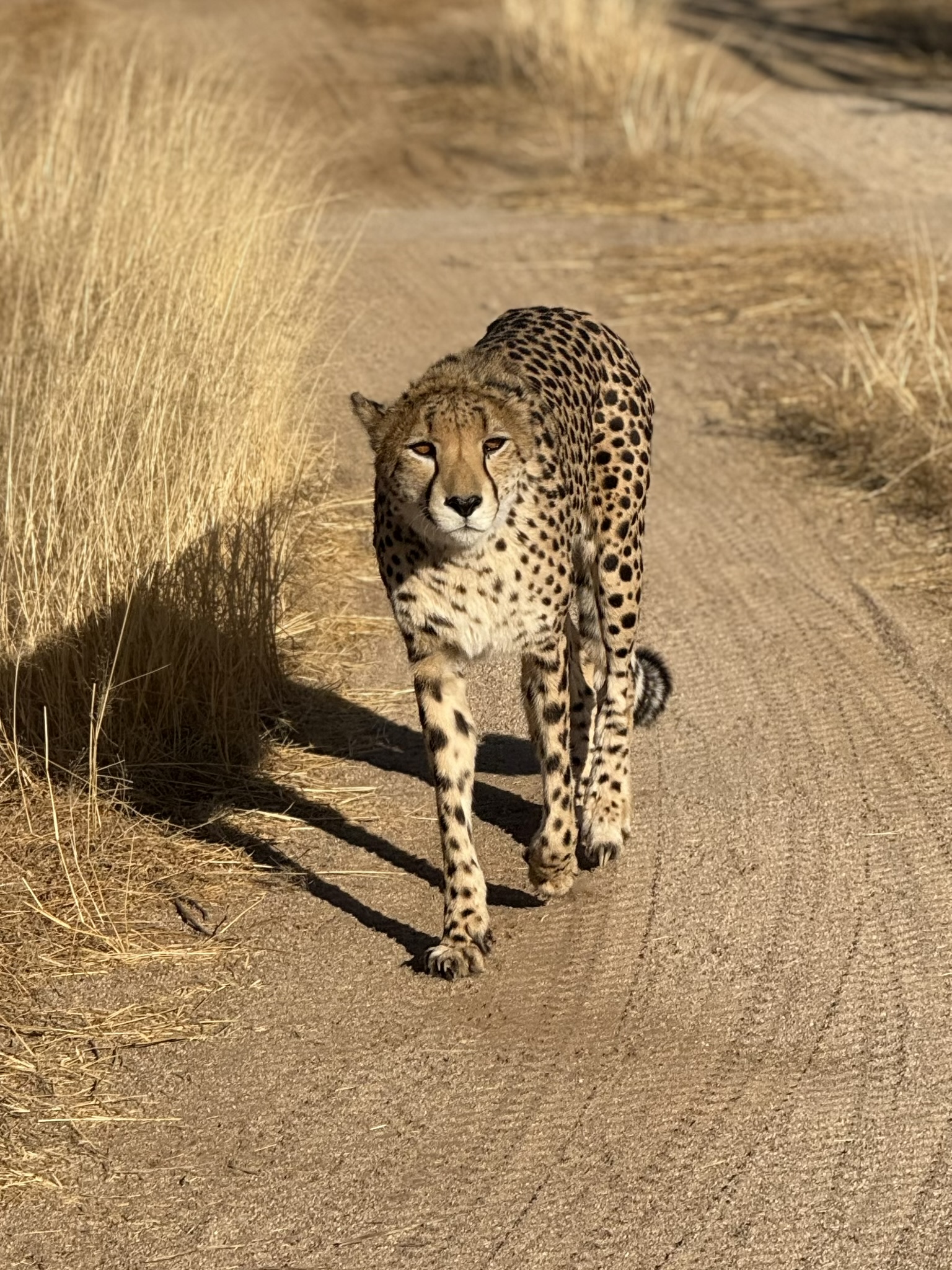 Cheetah walking toward camera on a dirt road