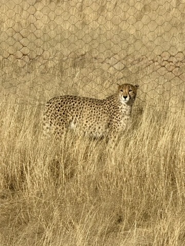 Cheetah standing alert in tall grass