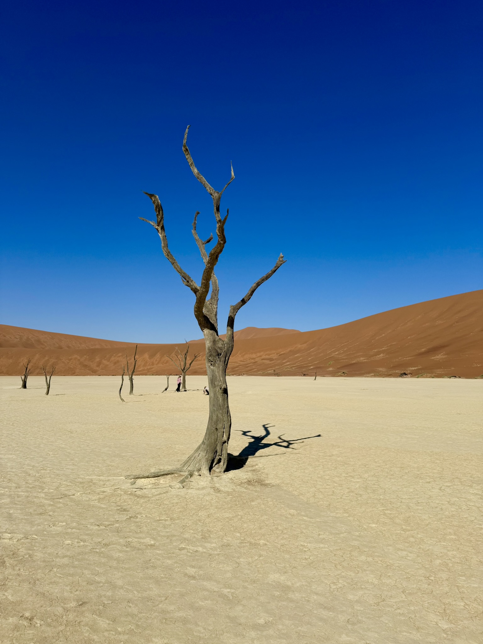 Ancient dead tree in Dead Vlei with red dunes behind